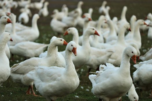 Koniec ptasiej grypy na terenie gminy Witonia