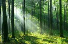 INFORMACJA WS. UPROSZCZONYCH PLANÓW URZĄDZENIA LASÓW