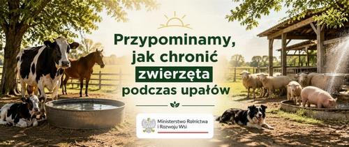 Upały a dobrostan zwierząt – jak chronić zwierzęta przed wysokimi temperaturami