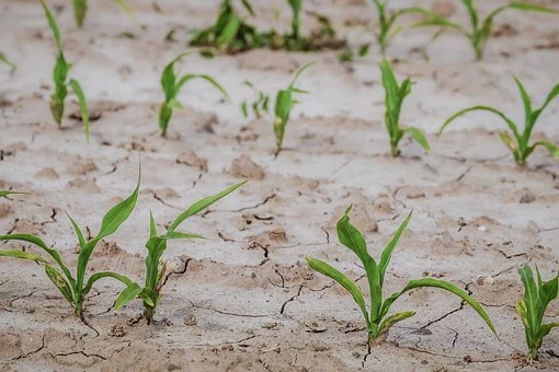 Komunikat dla producentów rolnych – zgłaszanie szkód w uprawach spowodowanych wysokimi temperaturami